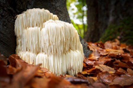 CerebriShroom<br>Resasti bradovec (Lions Mane) - Image 8